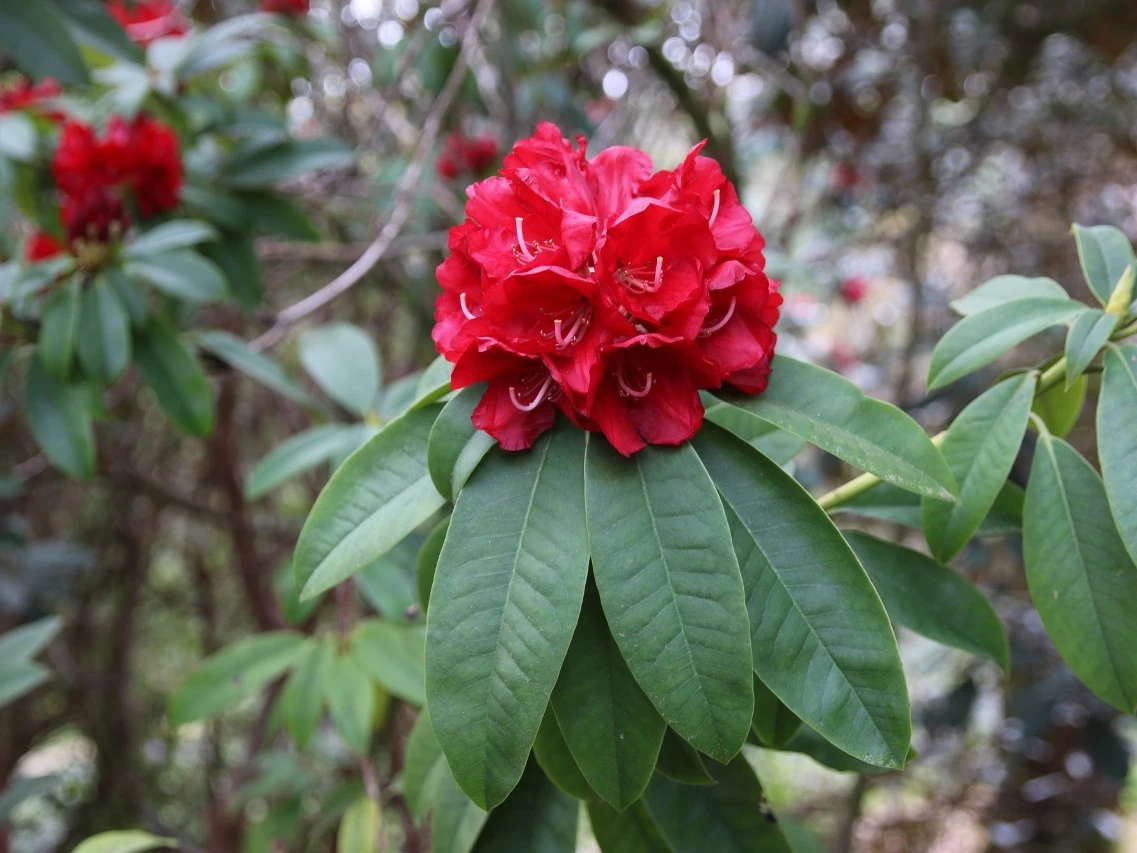 'Earl of Athlone'